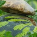 U Kini na lubenice stavljaju kamenje, tvrde da imaju savršen razlog za to - evo zašto (video)