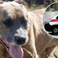Pit bul napao ženu sa detetom od godinu i po dana: Stravične scene u Beogradu