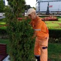Zamena sadnica i uređenje zelenila