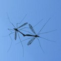 Na području Beograda i danas akcija suzbijanja komaraca