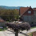 Senzacija u Donjem Međurovu: Selo sa najviše gnezda belih roda južno od Dunava (foto)