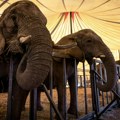 Italija:Slon pobegao iz cirkusa, prošetao ulicama