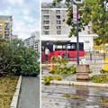 Oluje oborile više od 1.300 stabala u Beogradu