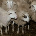Region vrišti od smeha! Osman i Salko u Hamburgu naišli na 1000 ovaca bez čobana! Obojici sinula ista ideja(video)