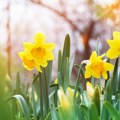 Sutra, u sredu 20. marta počinje proleće! Zrenjanin - Proleće