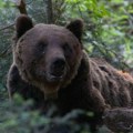 Mrki medvedi u Crnoj Gori: Silaze u sela, napadaju stoku, pa čak i čoveka
