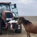 Nesvakidašnja situacija na sremskoj njivi Aleksandar pronašao izgubljenu ždrebnu kobilu! Kao pravi sremac, nije odustao dok…
