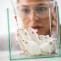 Testiranje lekova bez životinja više nije daleka ideja: Naučnici će uzgajati minijaturne organe, a onda...