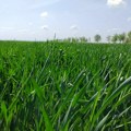 Ratari u Sremu očekuju solidan rod pšenice