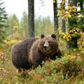 Meštani ivanjičkih sela u strahu: Medvedi se slobodno šetaju, ponovo upali kod porodice Gojković