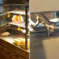 Stravično! Dva pacova u beogradskoj pekari: Jedan šeta u vitrini sa hranom - "Ima ih u svakom prehrambenom objektu"