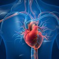 Lekari prepoznali aortu kao poseban ljudski organ