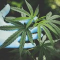 Marihuana u SAD-u klasificirana kao manje opasna droga