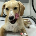 Užas, kakvi smo to ljudi postali? Brutalno pretučeno petomesečno štene i polomljena mu vilica - jedva preživelo…