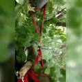Drama na nebu iznad Čačka: Praglajderista izgubio kontrolu i pao u drveće, izvlačili ga spasioci FOTO
