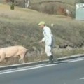 Čekajte ljudi da prođe svinja! Neobičan snimak na putu između Užica i Čajetine, istrčala i domaćica da pomogne