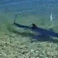 Panika na plaži u Grčkoj! Ajkula ušla u plićak među kupače (video)