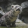 Mladunče snežnog leoparda staro samo tri meseca uspavano u Škotskoj zbog neizlečive bolesti