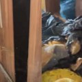 Prizori užasa u stanu od 47 kvadrata! Pronađeno 89 mačaka: Krile se iza ormara i vreća punih fekalija (foto/video)
