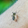 Komarci najaktivniji ujutru i uveče