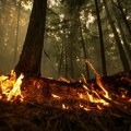 U gašenju šumskog požara u Turskoj poginulo deset vatrogasaca, 14 povređenih