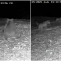 (Video) Snimak tri vuka kako napadaju medveda obilazi Srbiju Nadzorna kamera uhvatila trenutak iz divljine planine