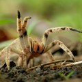 Stručnjaci tvrde da pauka nikada ne bi trebalo iznositi napolje iz kuće: Ovo je objašnjenje
