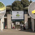 Petogodišnji Uroš je legenda beogradskog Zoo vrta: Zatekli samo ga kako uživa i pozira na suncu (Video)
