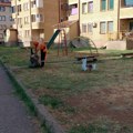 ZELENILO, PARKOVI I ULICE: Ekipe „Mediane“ na terenu širom Niša