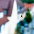 Ovih 5 stvari u kući privlače paukove: Jednu tokom jeseni gotovo svi radimo češće