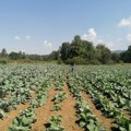 Tradicija i ukus jeseni - sutra u Futogu počinje nova Futoška kupusijada