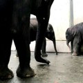 Četvrto slonče rođeno u zoo vrtu u Lajpcigu, a od nedavno su tu i četiri mala lava