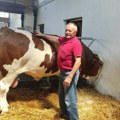 Grdosija Jablan zvezda Poljoprivrednog sajma: Težak blizu 2 tone, dnevno pojede između 5 i 9 kilograma sena