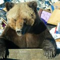 Словачка: све је у реду док медвед хоће само воће