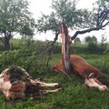 Užasna scena na Žabljaku: Grom ubio 5 krava: "Jako je puklo, ostale su na mestu mrtve!"