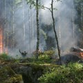 Drveće ima iznenađujući mehanizam zaštite i odgovor na dim od požara