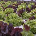 Lisnato povrće vam više nikada neće propasti u frižideru Salata će uz ovaj jednostavan trik trajati desetak dana duže