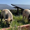 Pustio krdo svinja na solarnu elektranu: Ono što su uradile panelima niko nije mogao ni da predvidi