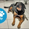 Kraljevo postaje „pet friendly“ grad
