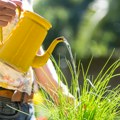 Svi ovu vodu bacaju u odvod, a može da preporodi biljke: Sipajte je u teglu i koristite kao prirodnu prihranu
