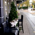 On je ljubimac glavne ulice u Kragujevcu: Mačak Džoni Mile Ljubav Gile Nidža Debeli…