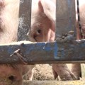 Afrička kuga svinja ponovo hara – Bresnica proglašena zaraženim područjem