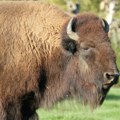 Muškarac šutnuo bizona i povredio se, pa uhapšen