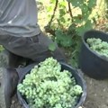 Bračni par iz Francuske oživeo srpsko selo: Već 15 godina prave odlično vino na istoku Srbije