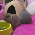 (VIDEO) U Beogradu otvoren kafić u kom vam društvo prave zečevi