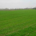 Urea je poskupela sa 390 na 430 evra za tonu Ratari pšenicu posejali na vreme, dilema je oko sve skupljeg đubriva