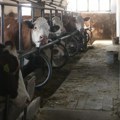 Prvi slučaj bolesti plavog jezika potvrđen u Hrvatskoj: Opština Hrvace pod nadzorom