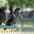 Bebe golubova u gradu: Gde su i zašto je nemoguće da ih vidimo na ulicama?