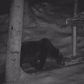 (Foto) šta se ovo dešava sa medvedima: U Srbiji?! Jesen tek počela, a on pravo iz prirode stigao po hranu u Prijepolje: Evo…