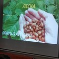 Bukove šume su poslednji ostatak drevnih šuma